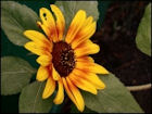 Sunflower Jigsaw Puzzles - Image 3
